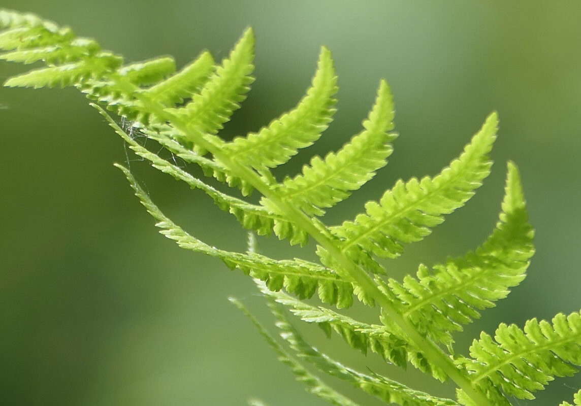 Physiotherapeut_Konstanz_Farn_1